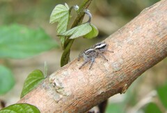 Megafreya sutrix