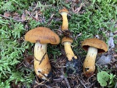 Dermocybe