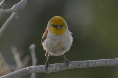Auriparus flaviceps