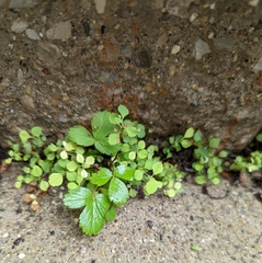 Fragaria