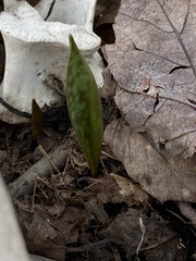 Erythronium