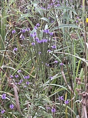 Verbena bonariensis