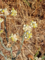 Pseudognaphalium stramineum