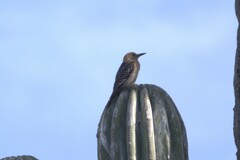 Melanerpes