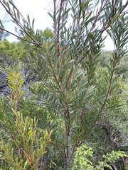 Acacia uncifolia