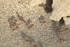 Pogonomyrmex