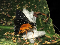 Apyrrothrix maculosa