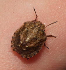 Eurygaster testudinaria
