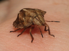 Eurygaster testudinaria