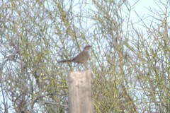 Campylorhynchus brunneicapillus