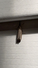 Fissicrambus mutabilis
