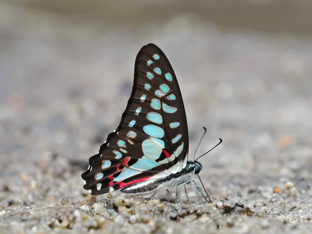 Common Jay (Field guide of Ovalekar Wadi Butterfly Garden ) · iNaturalist