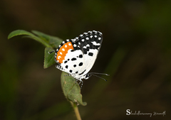 Talicada nyseus nyseus