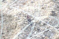Cicindela