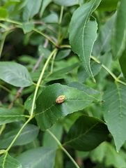 Puccinia sparganioidis