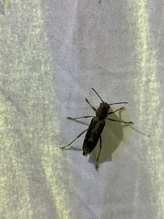 Xylotrechus sagittatus