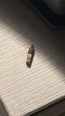 Eucosma parmatana