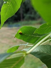 Puccinia sparganioidis