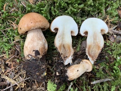 Tricholoma fulvum image