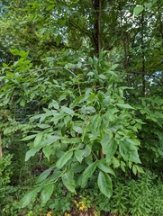 Puccinia sparganioidis