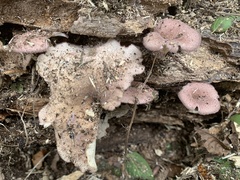 Russula mariae