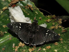 Apyrrothrix maculosa