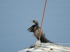 Nannopterum brasilianum
