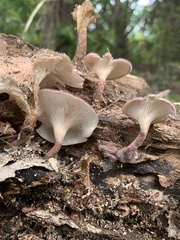 Russula mariae