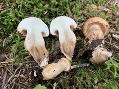Tricholoma fulvum image