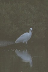 Egretta