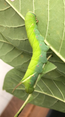 Ceratomia undulosa