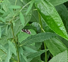 Desmia