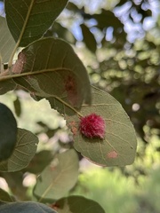 Cynips quercusnubila