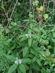 Teucrium canadense