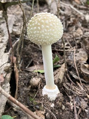 Amanita abrupta