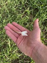 Zephyranthes chlorosolen