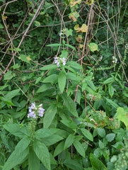 Teucrium canadense