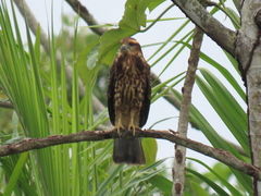 Rostrhamus sociabilis