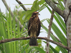 Rostrhamus sociabilis