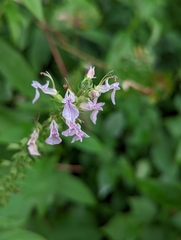 Teucrium canadense