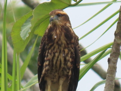 Rostrhamus sociabilis