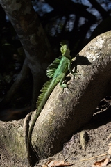 Basiliscus plumifrons