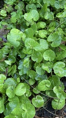 Centella