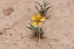 Senna pumilio