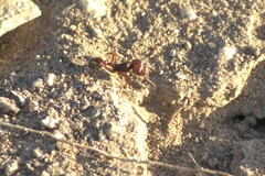 Pogonomyrmex