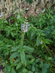Teucrium canadense