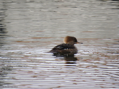 Lophodytes cucullatus