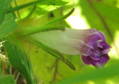 Ipomoea hederacea