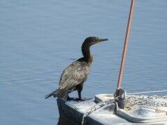 Nannopterum brasilianum