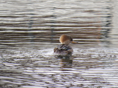 Lophodytes cucullatus